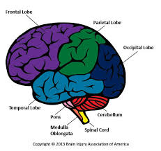 Neurology of Movement