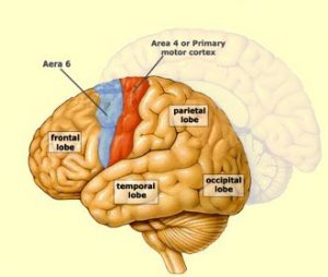 Primary Motor Cortex