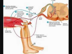 Reflex Arc